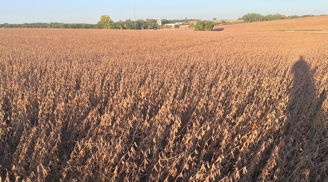 South Dakota Dry Corn Field